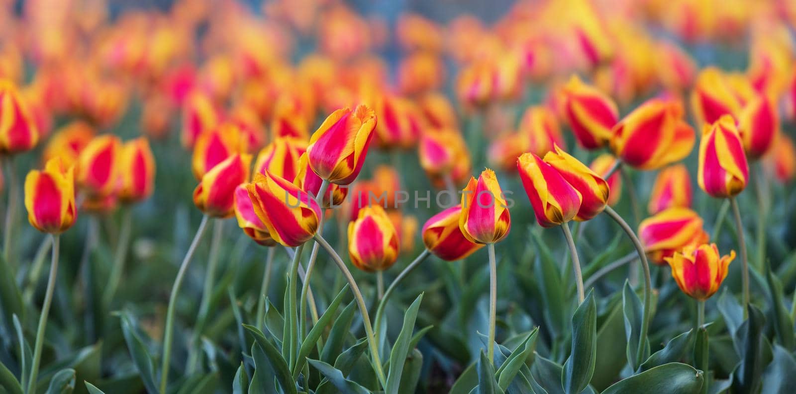 Beautiful red yellow tulips background. Red and yellow tulips in the Garden under the sunny day in the spring time
