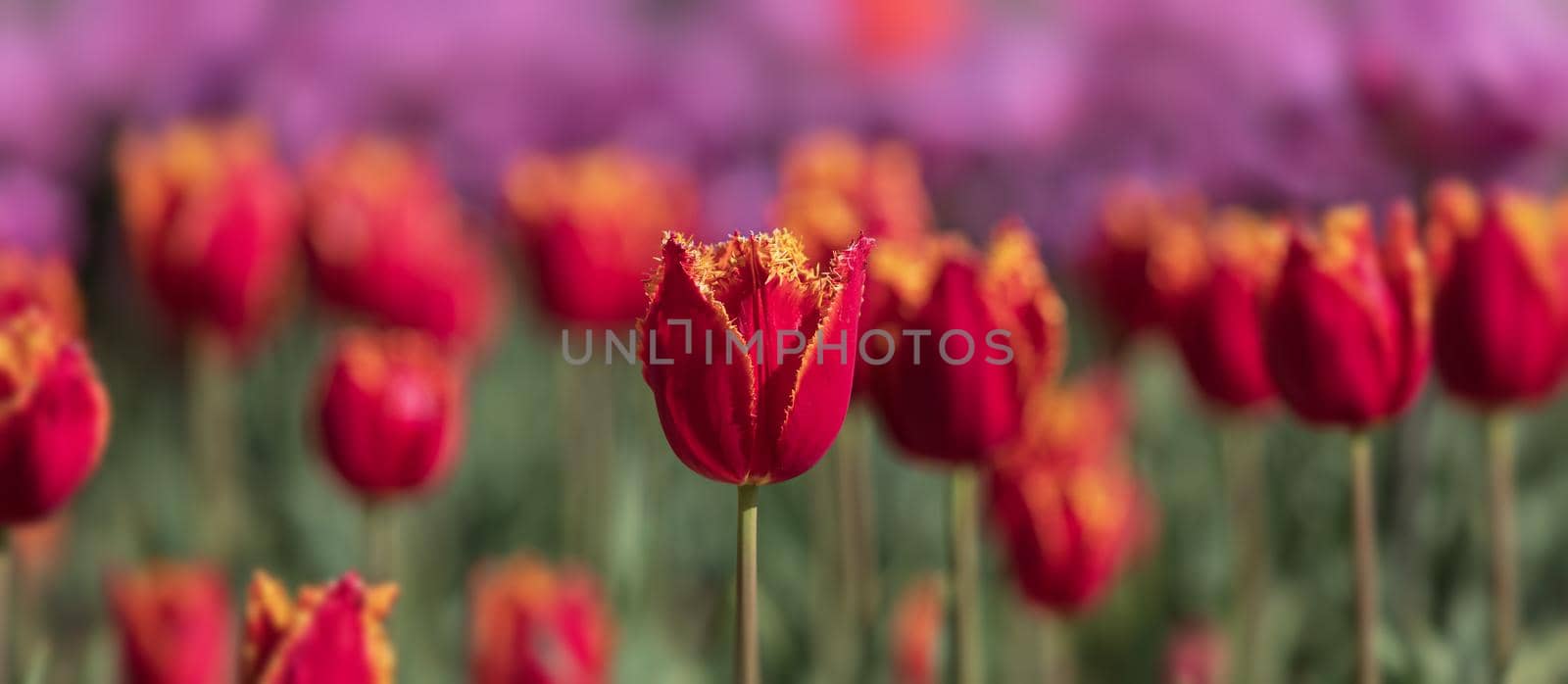 Tulips in the city by palinchak