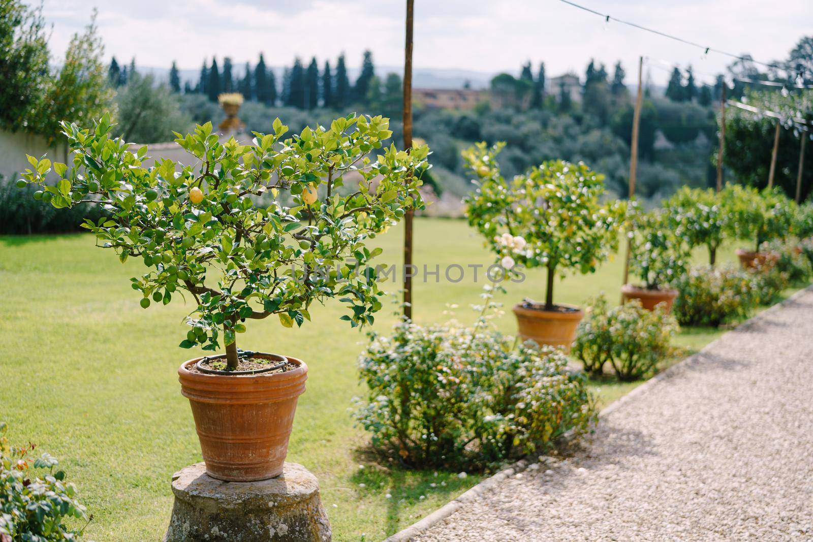 Lemon trees in pots, yellow lemons on a tree.