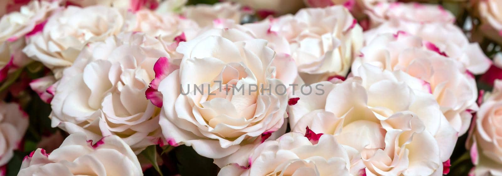 Light pink roses background by palinchak