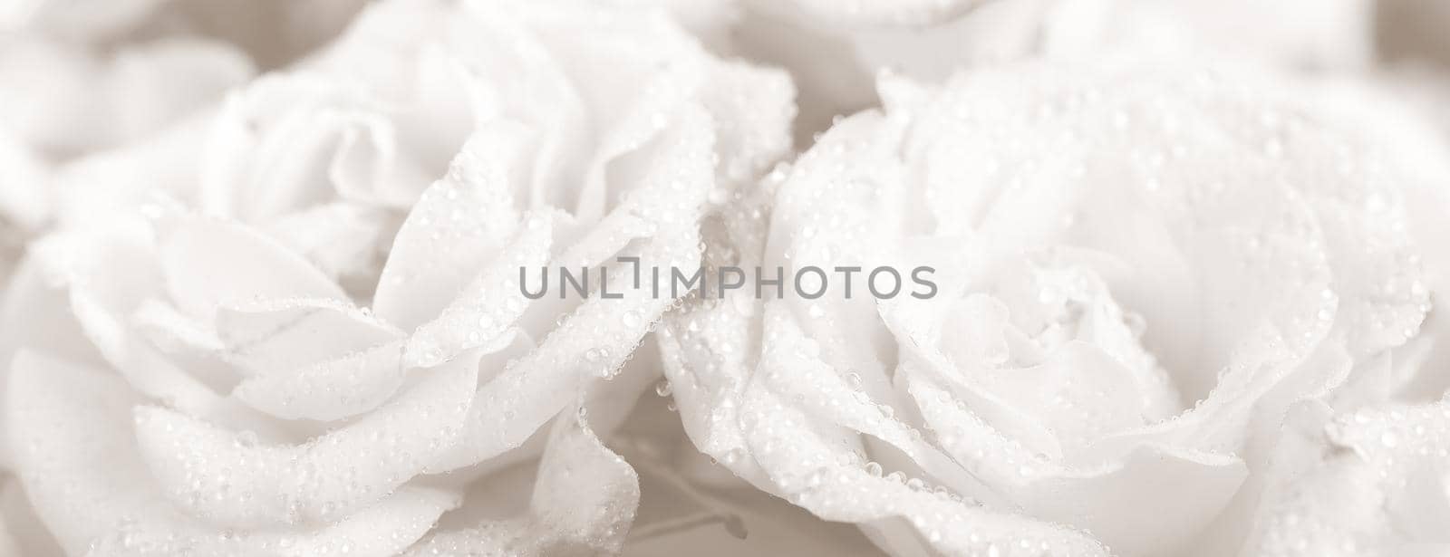 Floral background and texture. Roses with water drops on petals. Image in a light gray tone