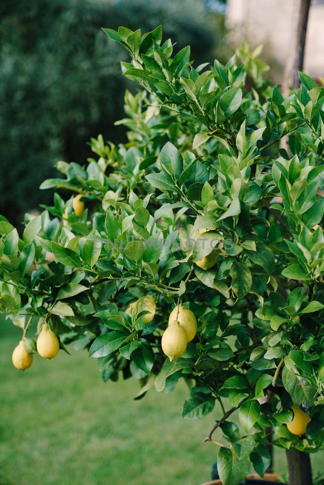 Lemon on the tree in Costiera Amalfitana, tipical Italian location for this fruit