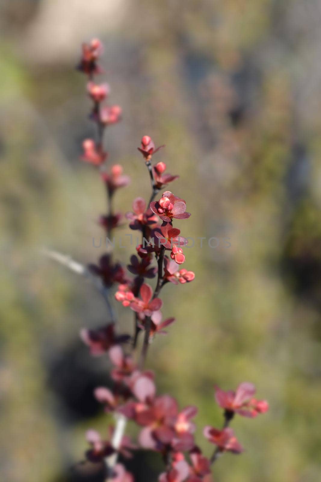 Japanese barberry Rosy Rocket by nahhan