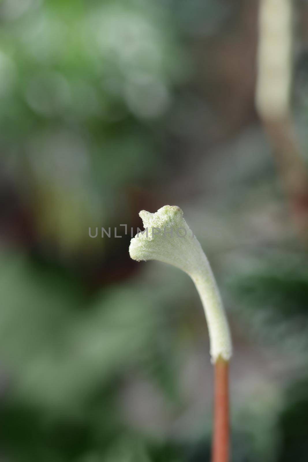 Radiator plant Lilian flower - Latin name - Peperomia caperata Lilian