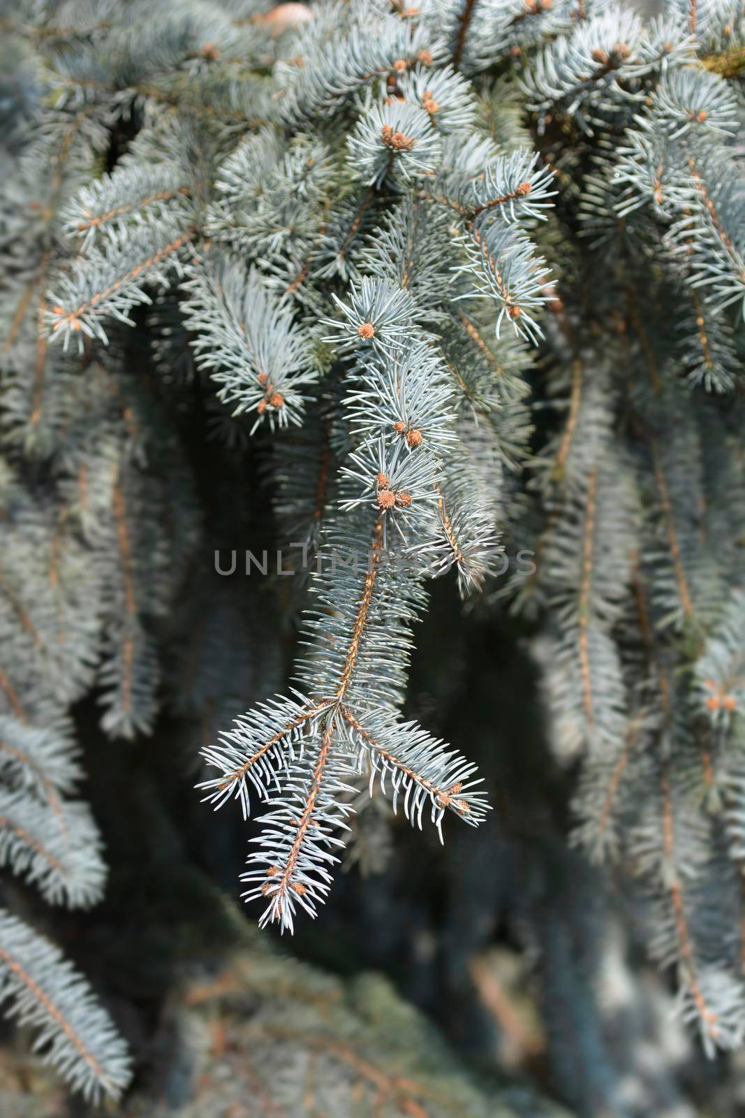 Colorado blue spruce - Latin name - Picea pungens