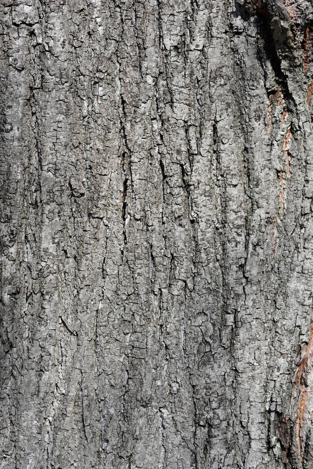 Silver lime bark detail - Latin name - Tilia tomentosa