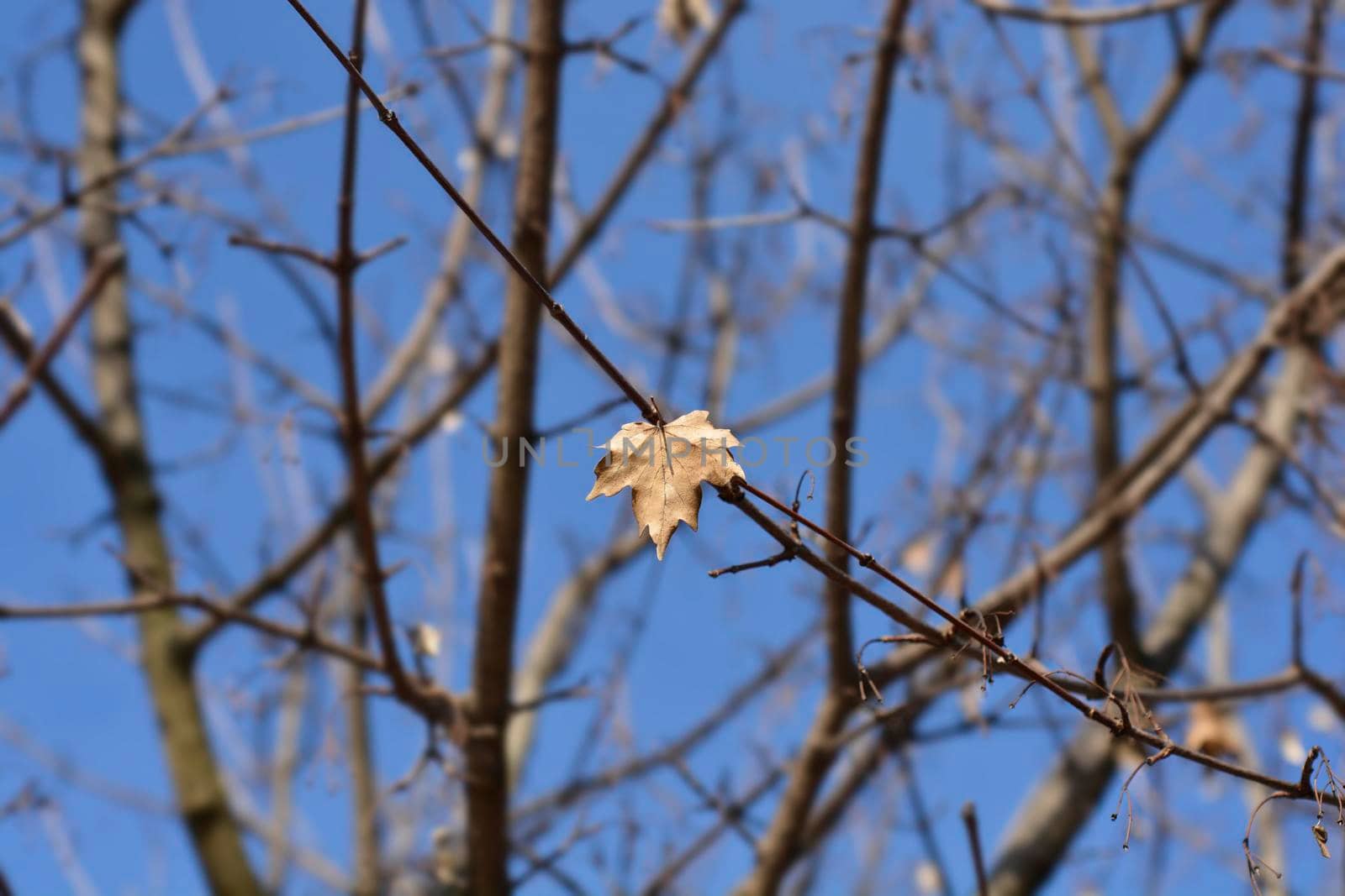 Field maple bare branch with dry leaf - Latin name - Acer campestre