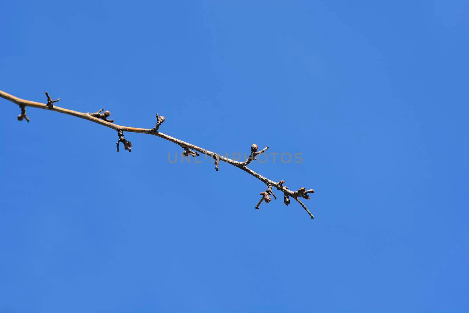 Common Hawthorn branch with buds against blue sky - Latin name - Crataegus monogyna
