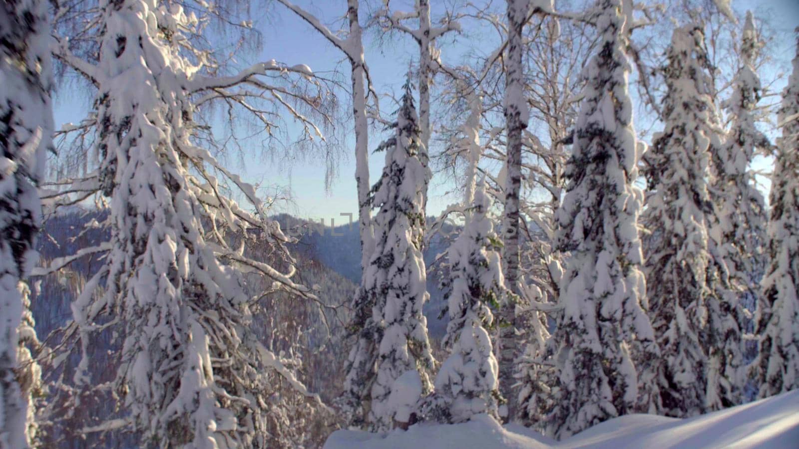 View of the winter forest in the Siberian mountains by Chudakov