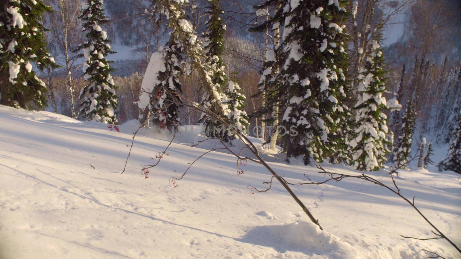 Winter forest in the Siberia by Chudakov