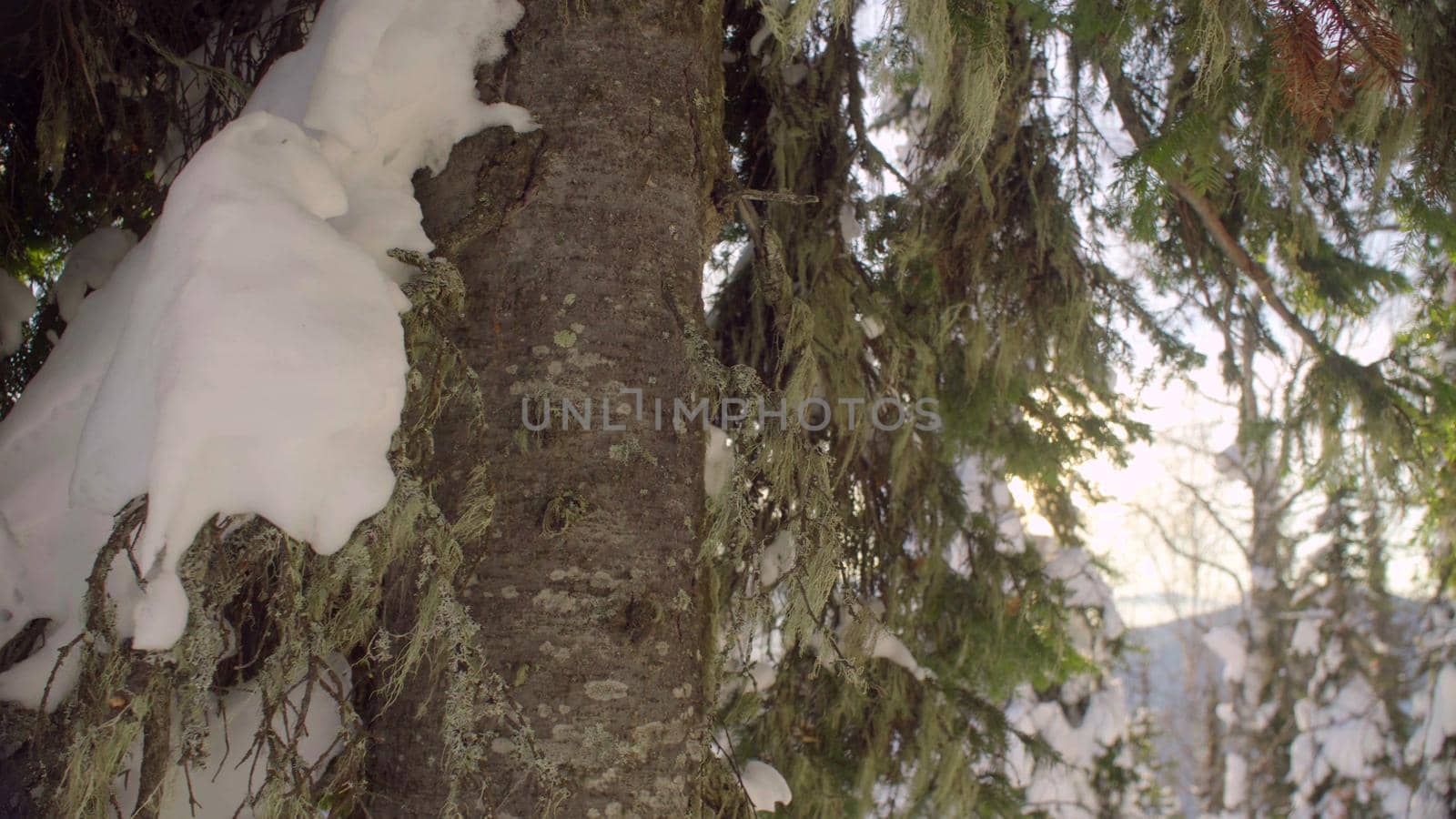 Winter fir tree in the Siberian mountains by Chudakov