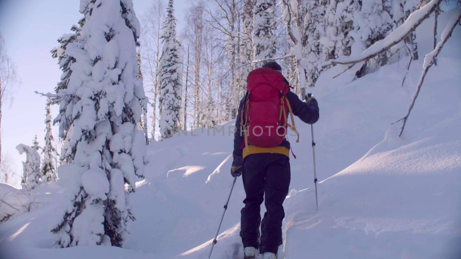 Skitour in Siberia. A man skiing in a snowy forest, rear view.