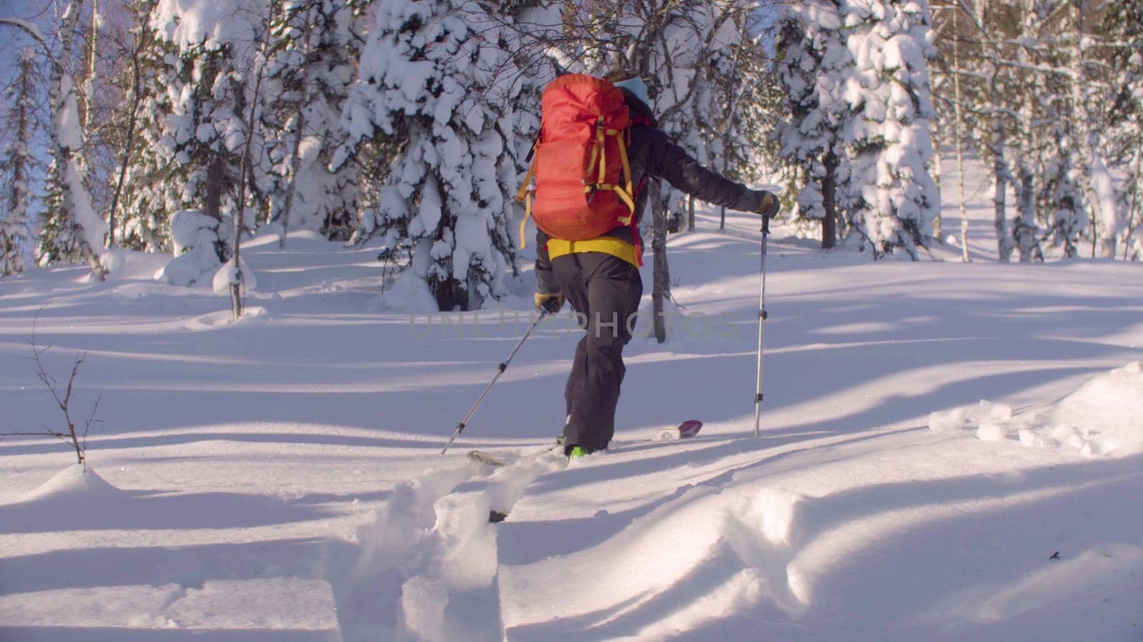 Skitour in Siberia. A man skiing in a snowy forest, rear view.