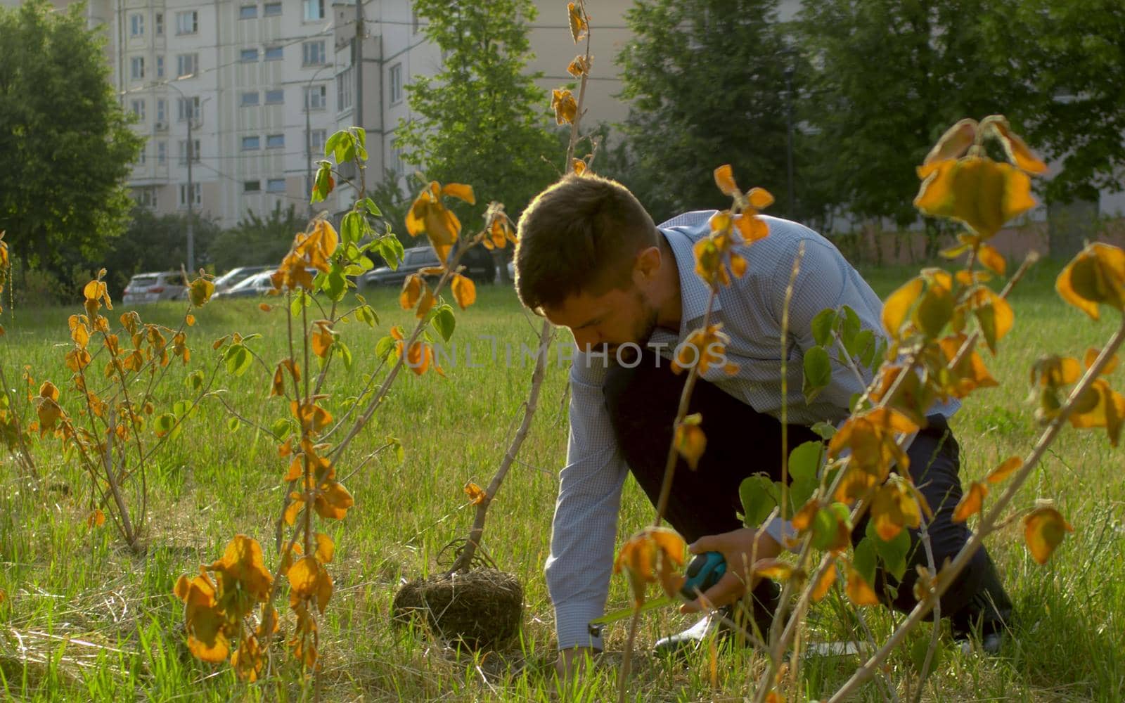 Ecological inspector cheking root system of the bush. Irresponsibility of park workers