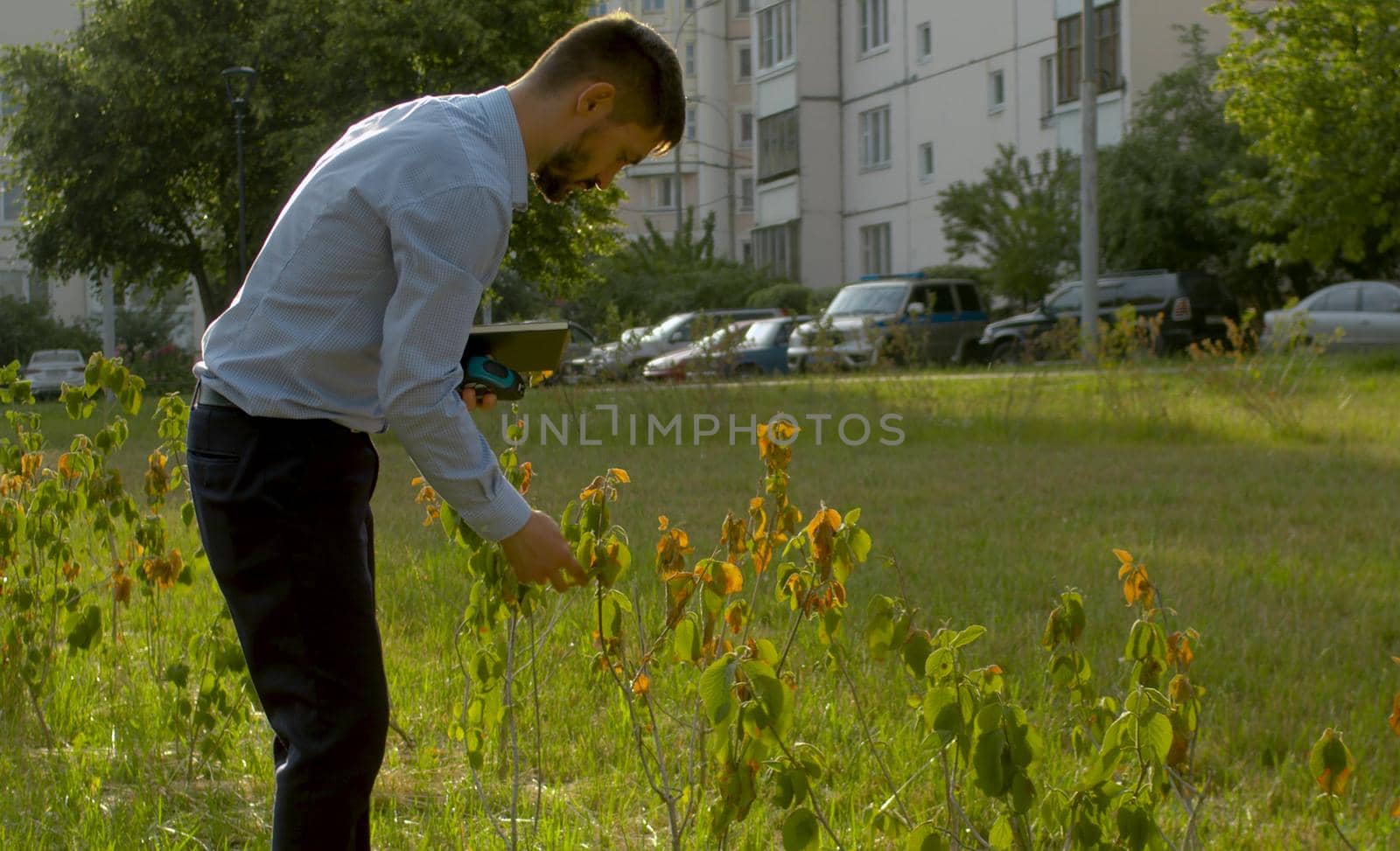 Withered bushes in public park that were planted wrong by Chudakov