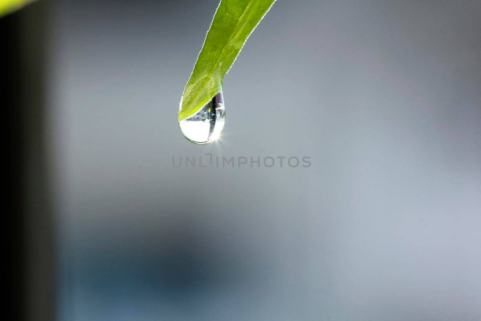 Water droplets at the end of the leaf sparkled the rays of sunlight.