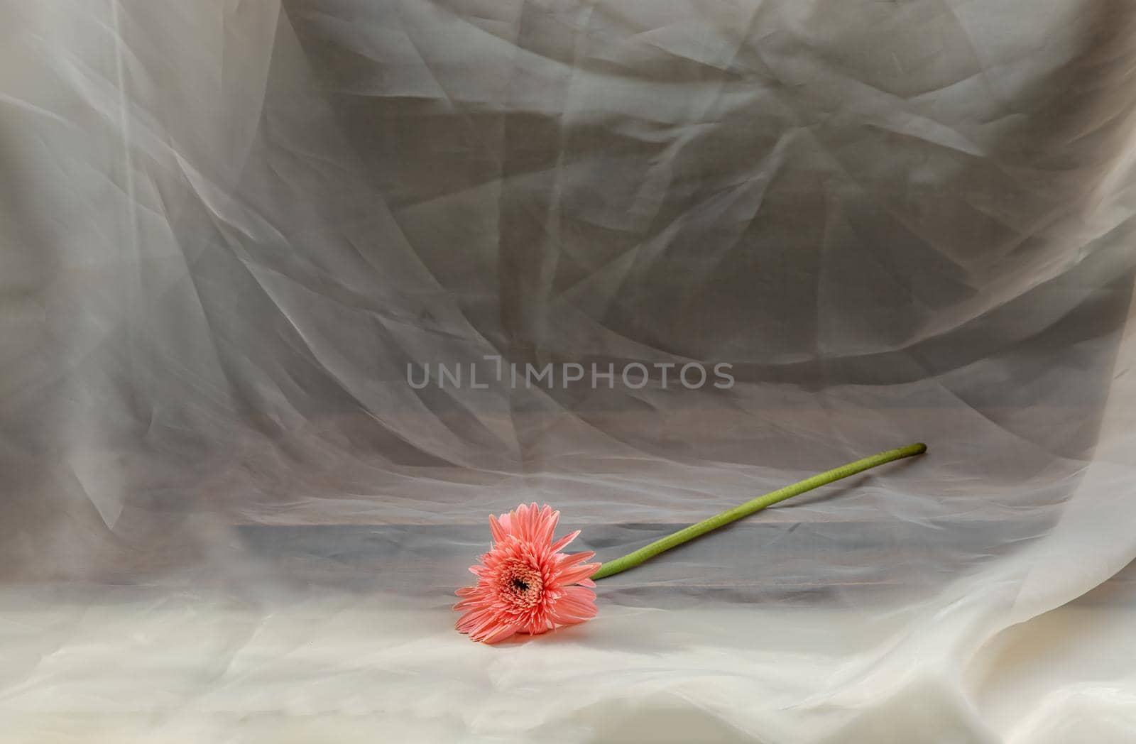 Pink flower on Pink cloth. Copy space, Selective focus.