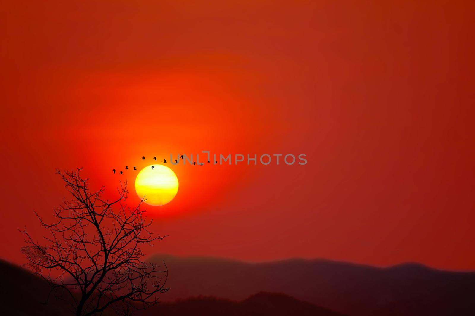 Beautiful sunset back silhouette birds flying and dry trees in the dark red sky mountain background