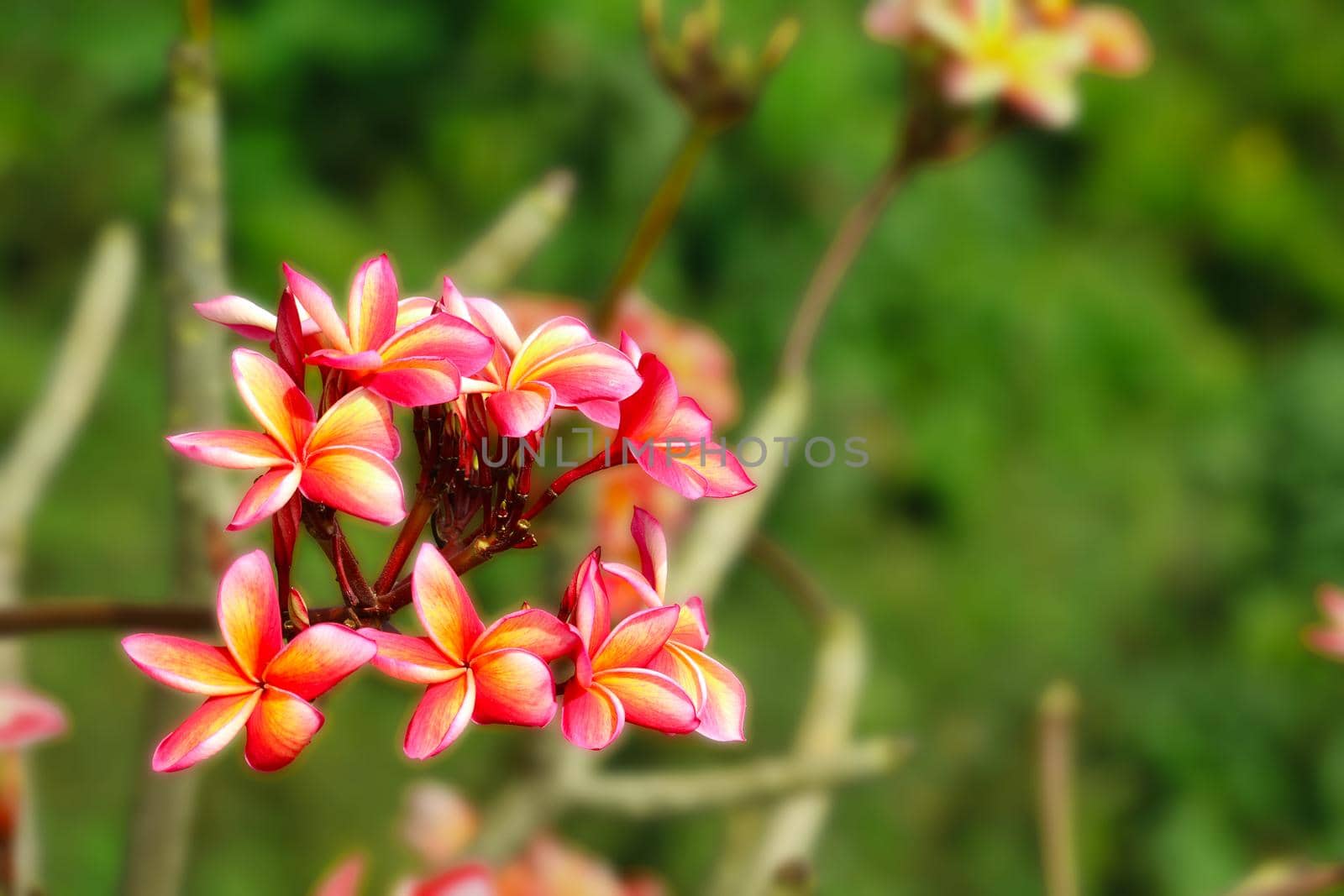 Plumeria red yellow white flower and frangipani floral by Darkfox