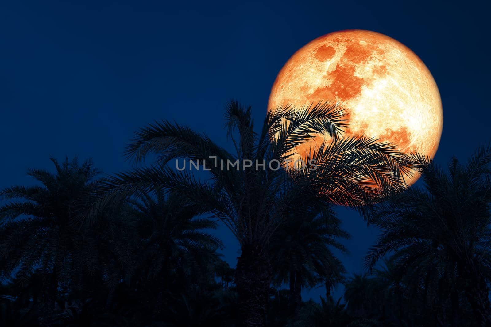 Full harvest blood moon and silhouette coconut tree in the night sky by Darkfox