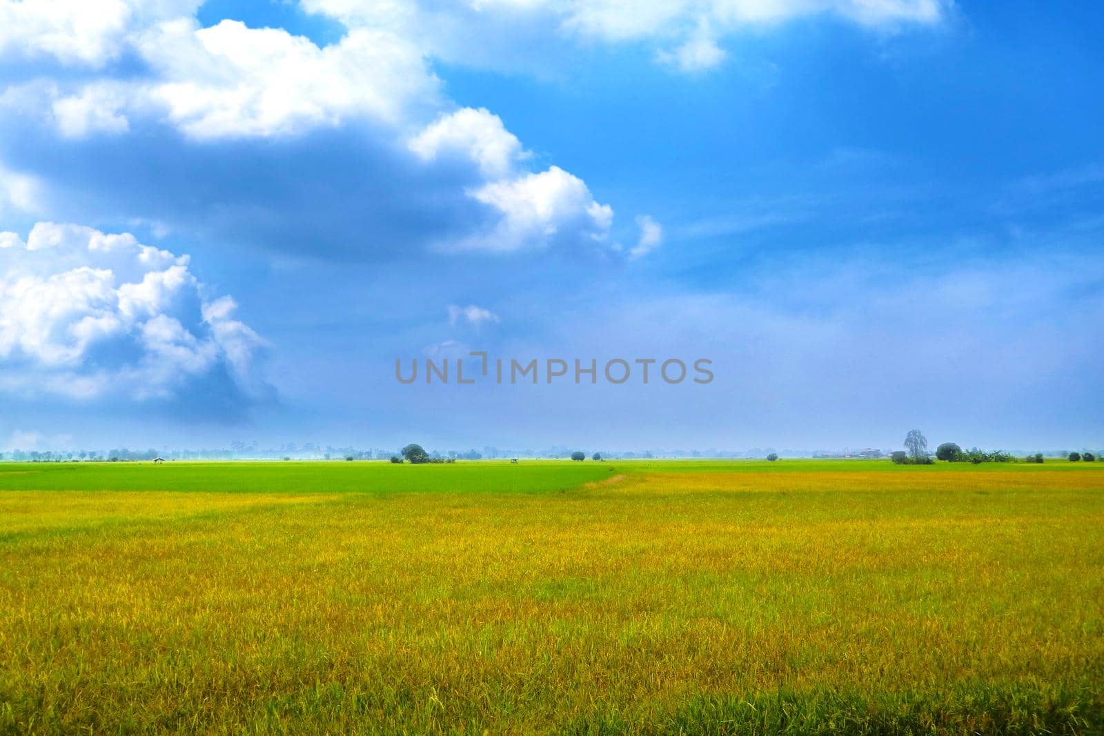 beautiful agriculture jasmine rice farm in the morning dark blue sky white cloud in rainy season
