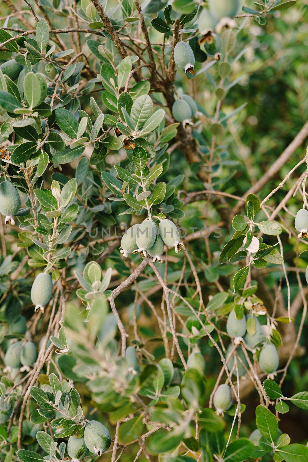 Close-up of fruit on Feijoa tree, Akka Sellova, Pineapple grass.