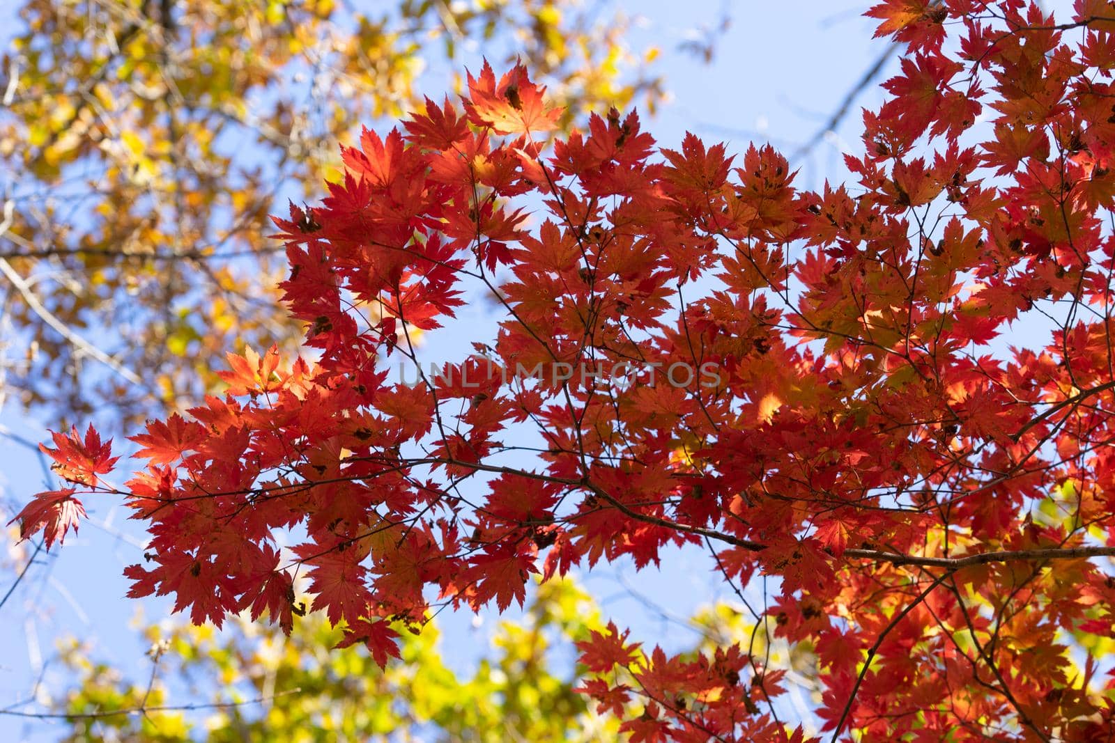 Autumnal ornament, red leaves of maple.