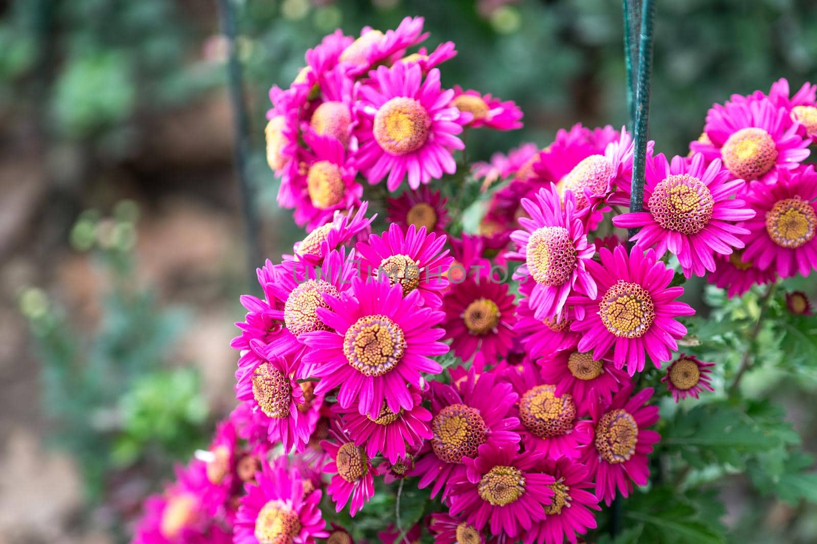 Chrysanthemum flowers on a blurred background.