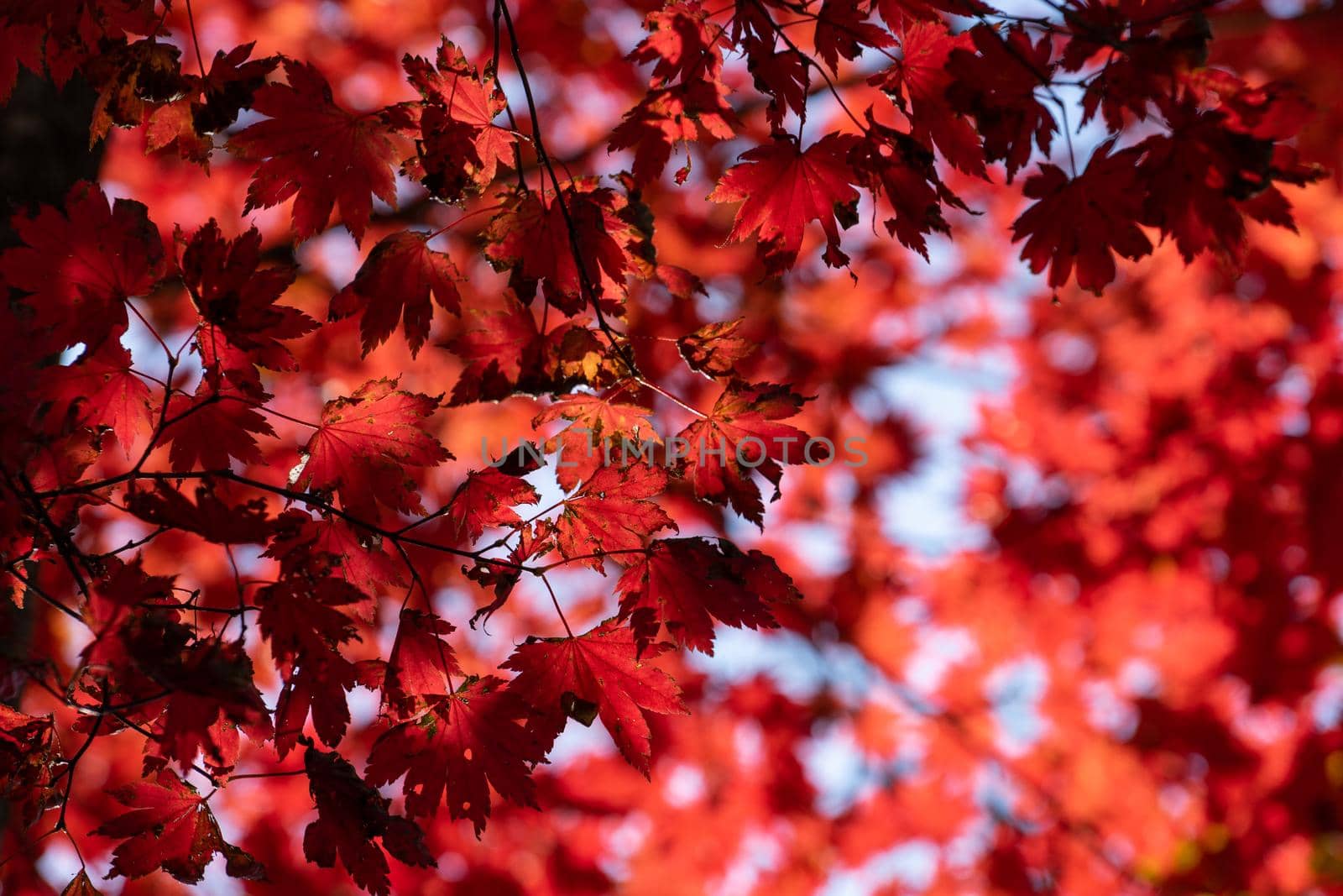 Red maple leaves against the sky.