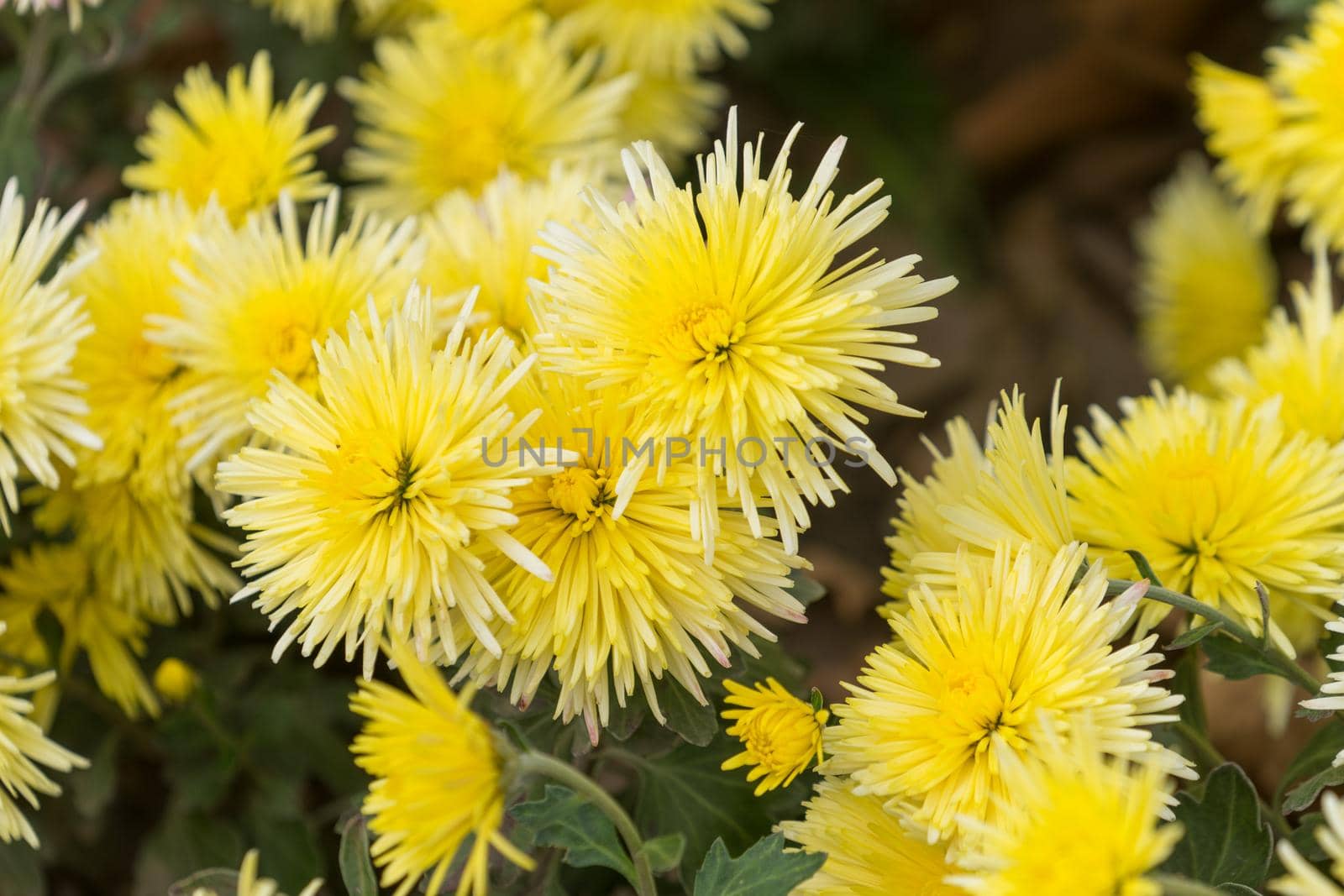 floral background with yellow chrysanthemums