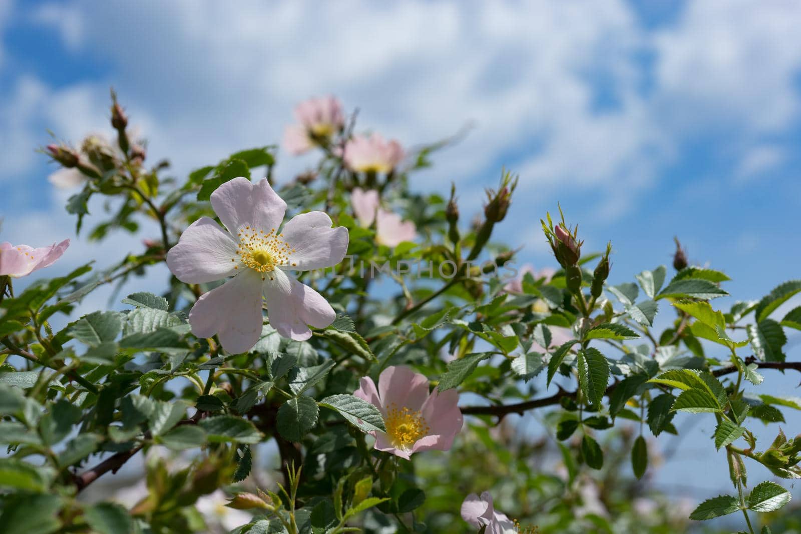 Pink wild rose flowers on background blue sky.