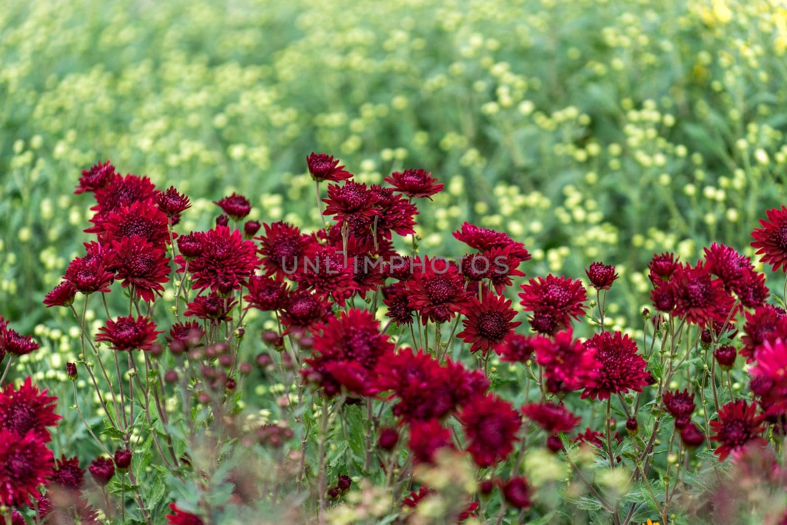 Floral background with a beautiful Burgundy chrysanthemums on the background of many small flowers.