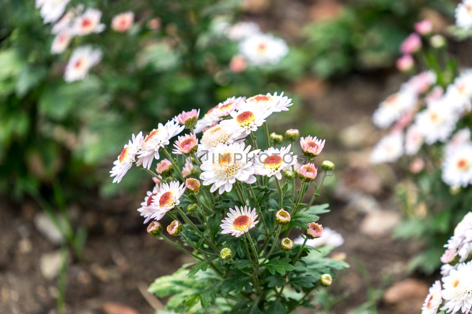 Chrysanthemum flowers on a blurred background.