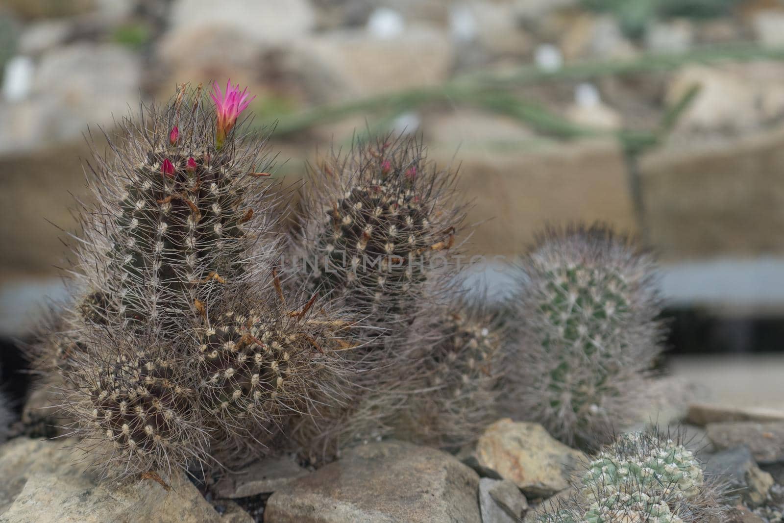 Mamillaria cactus with pink flowers on a background of stones