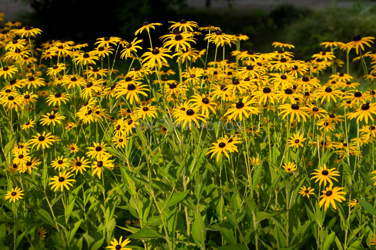 Flower bed with yellow flowers, beauty nature