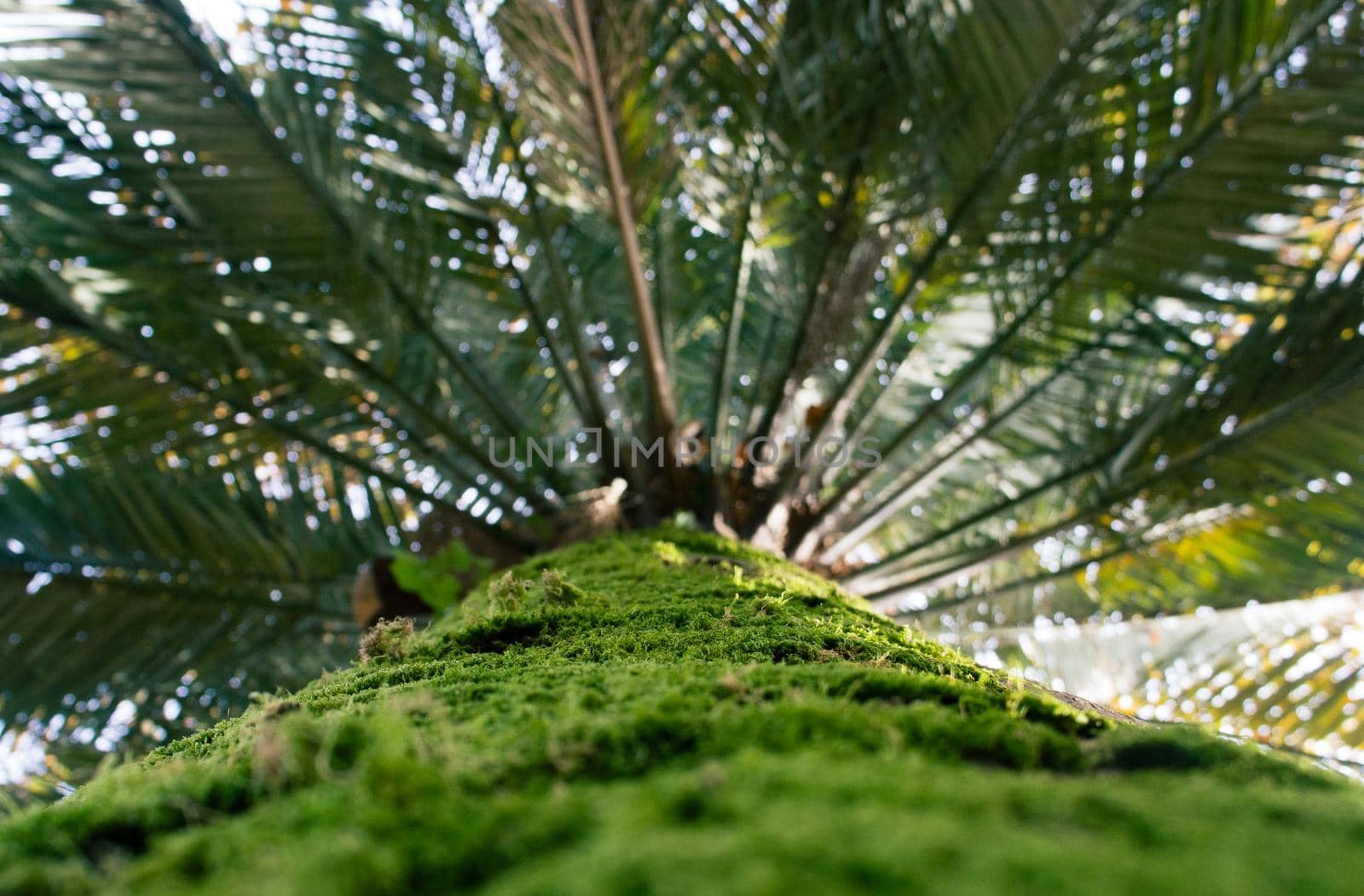 Natural background with palm trunk and leaves