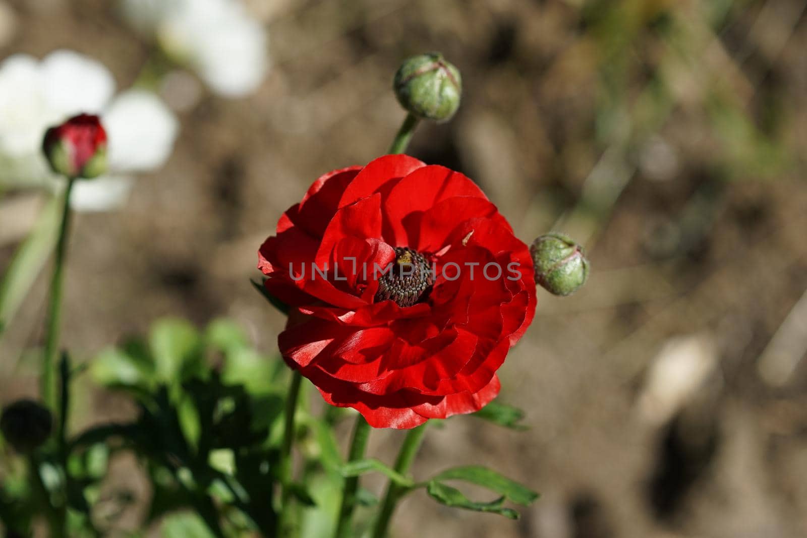 Bright red Tulip on blurred background.