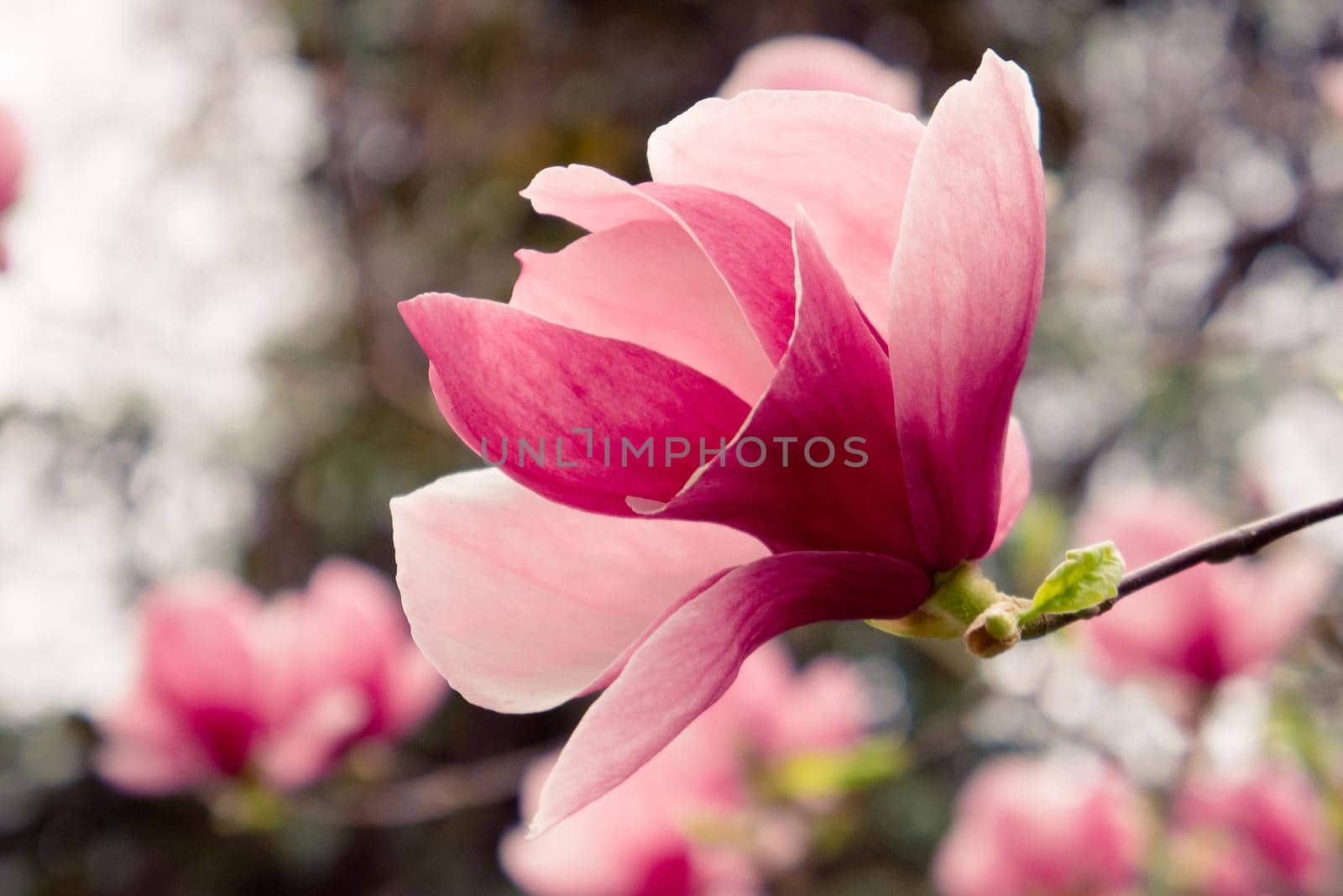 Pink Magnolia flower on blurred background. Beauty of nature.