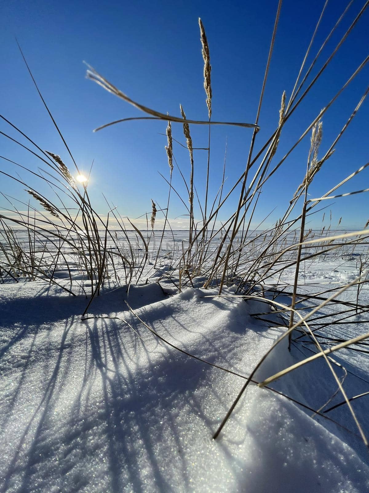 The dry grass ears on a wind on a snow-covered field in clear sunny frosty weather, long shadows from stalks on snow, a deserted place, boundless space, the clear blue sky. High quality image