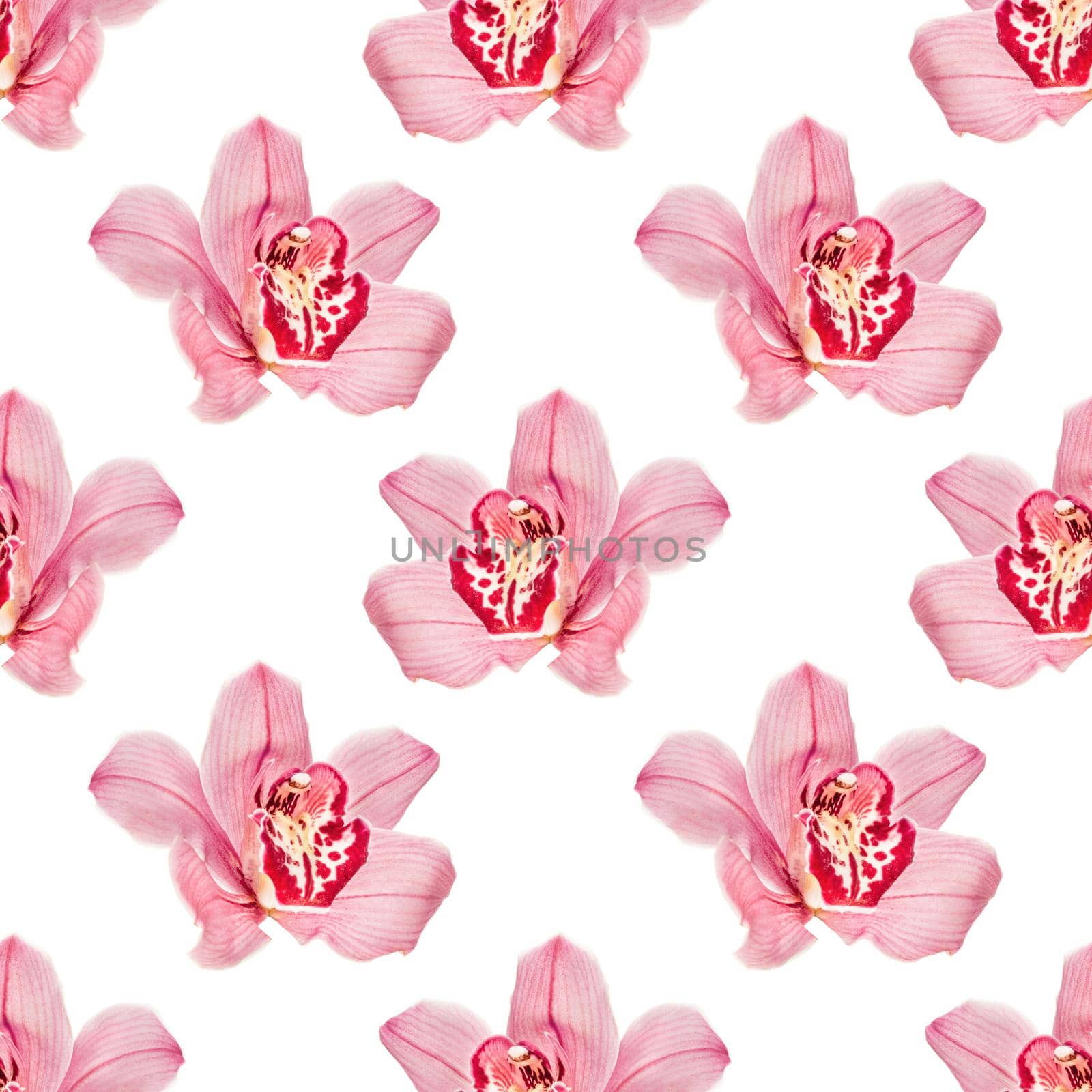 Seamless image with cymbidium orchid isolated on white background