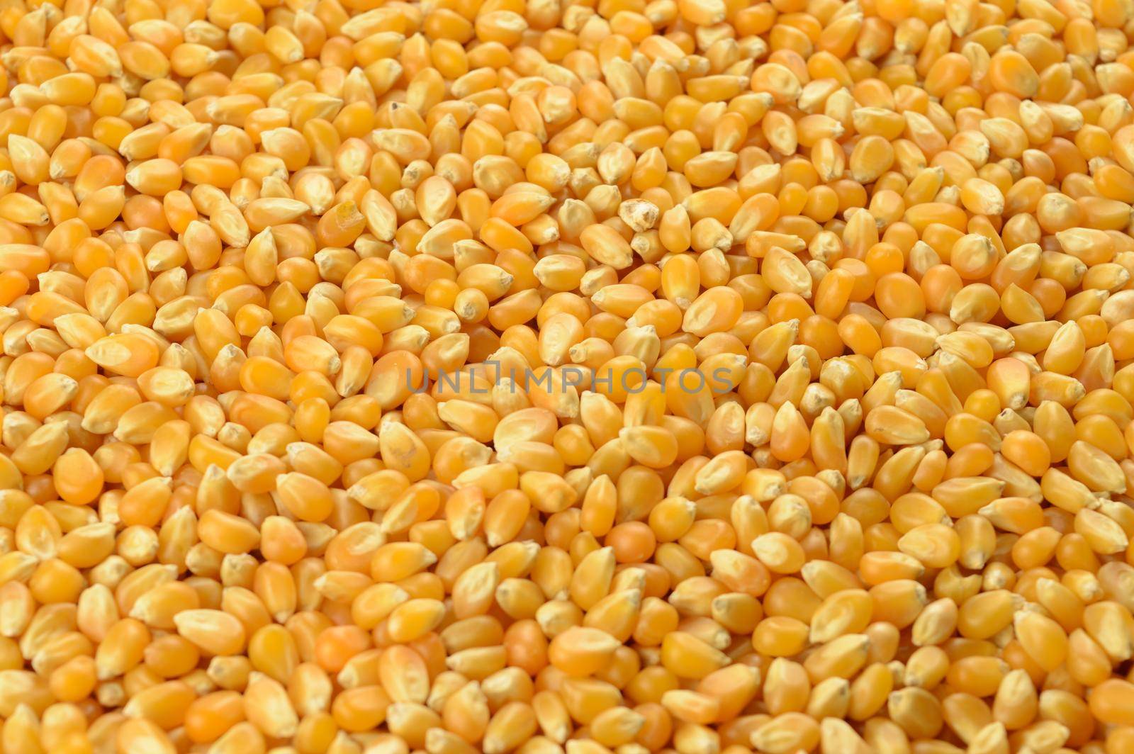 A closeup of whole kernel corn making a full frame background image.