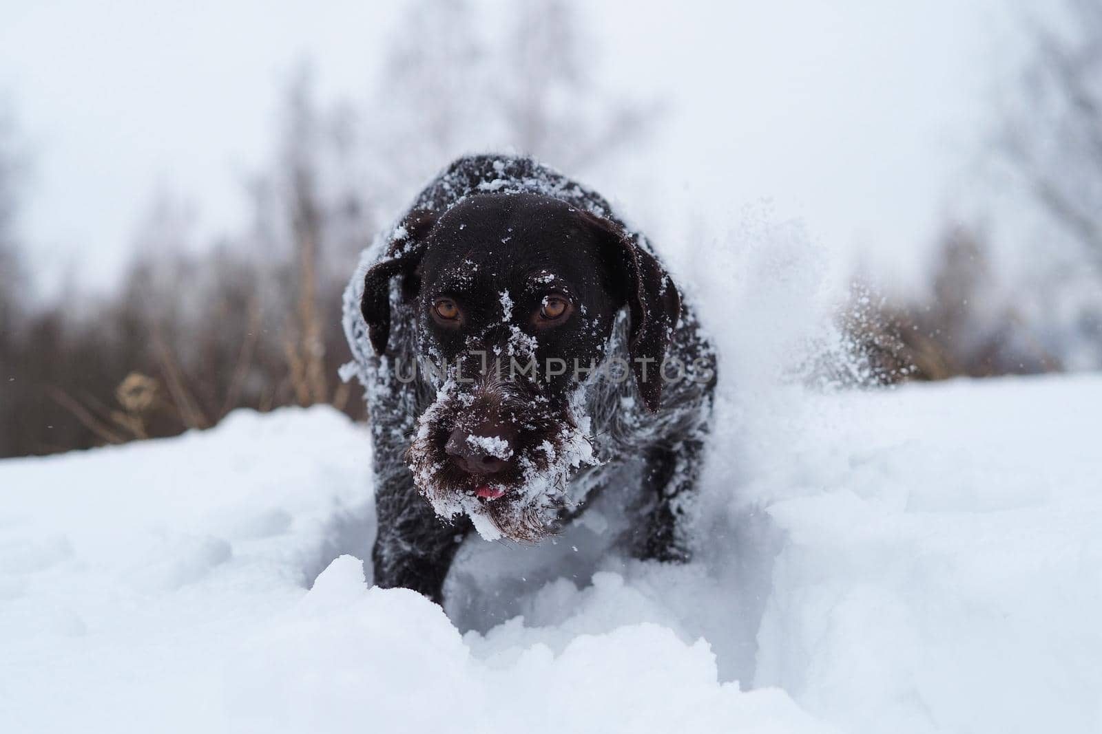 Hunting dog in the field in winter. German wire hair on a winter hunt. High quality photo