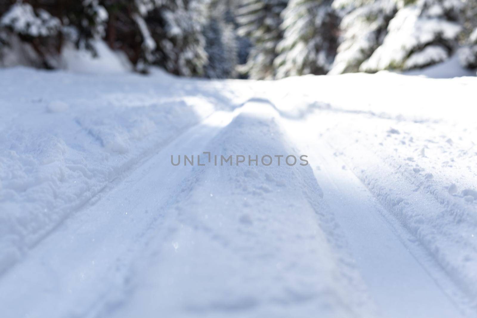 cross-country skiing in the woods in the snow in winter.