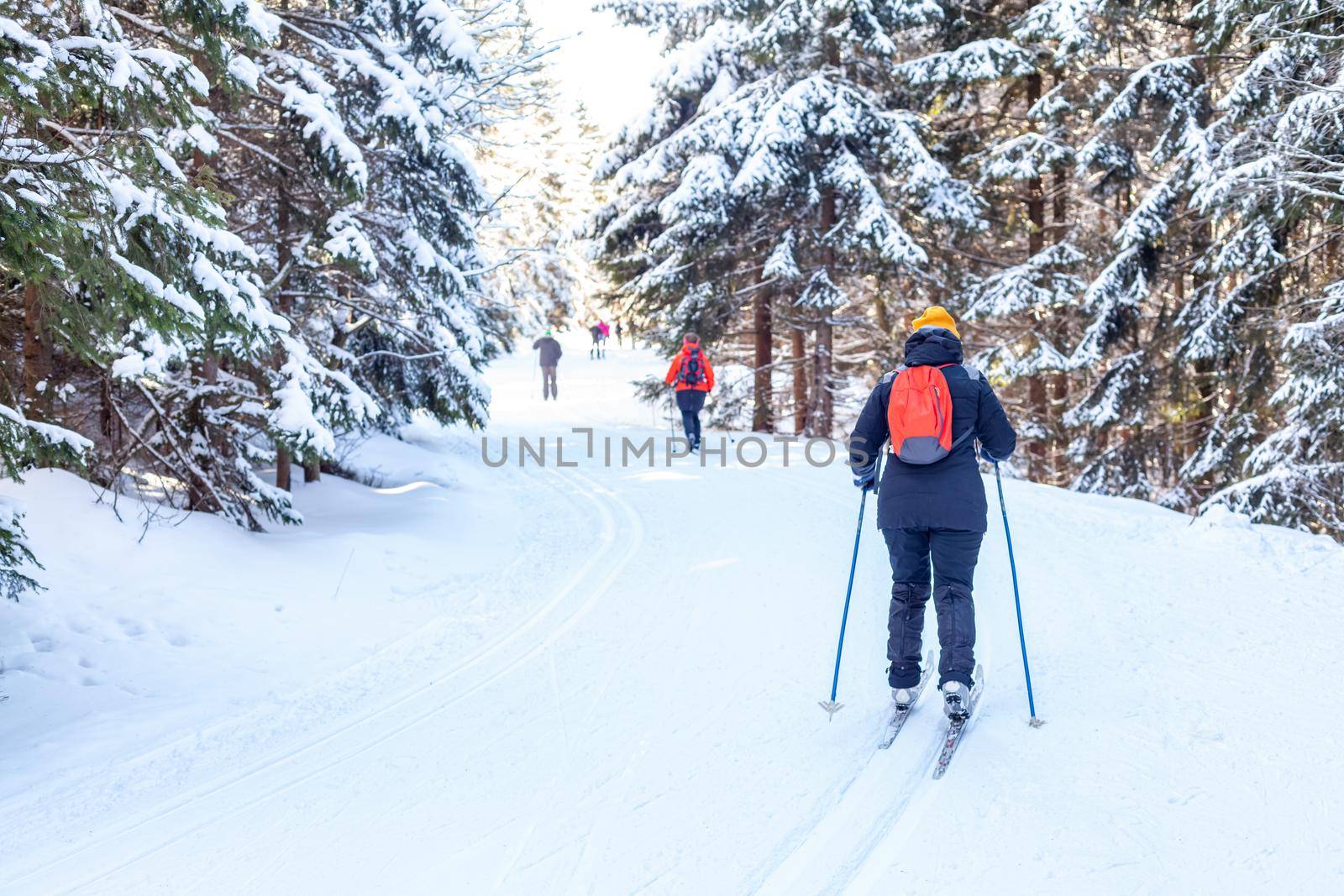 cross-country skiing in the woods in the snow in winter.