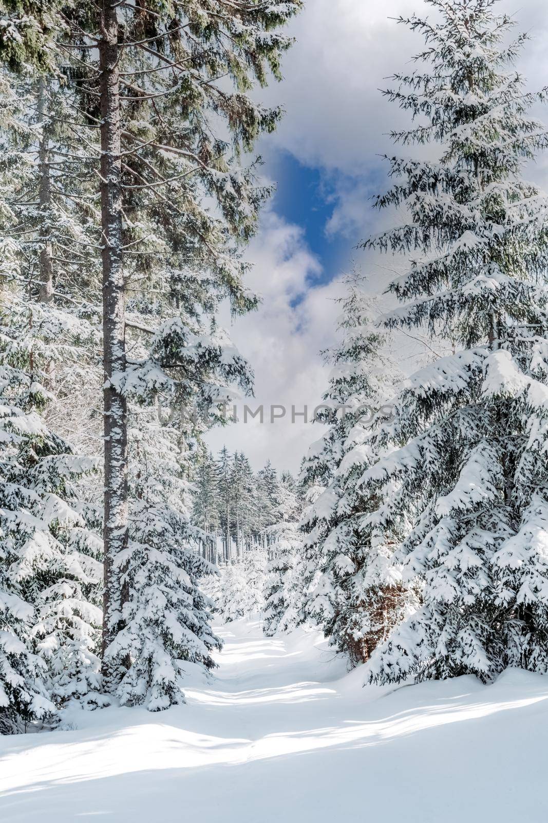 winter snowy forest with conifers in sunny weather.