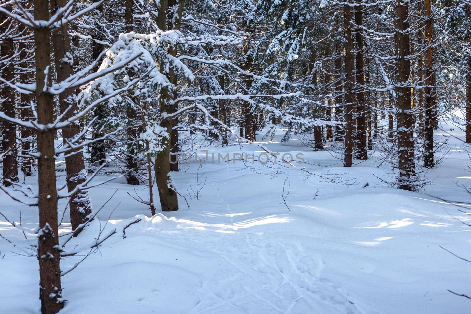 winter snowy forest with conifers in sunny weather.