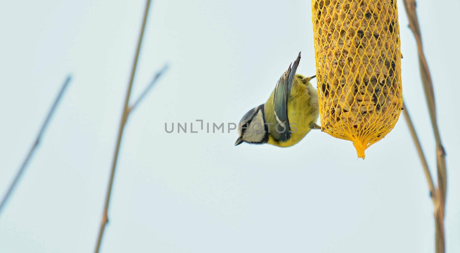 Closeup of Cute Great Tit Bird (Cyanistes Caeruleus) Hanging on Net Suet Feeder.