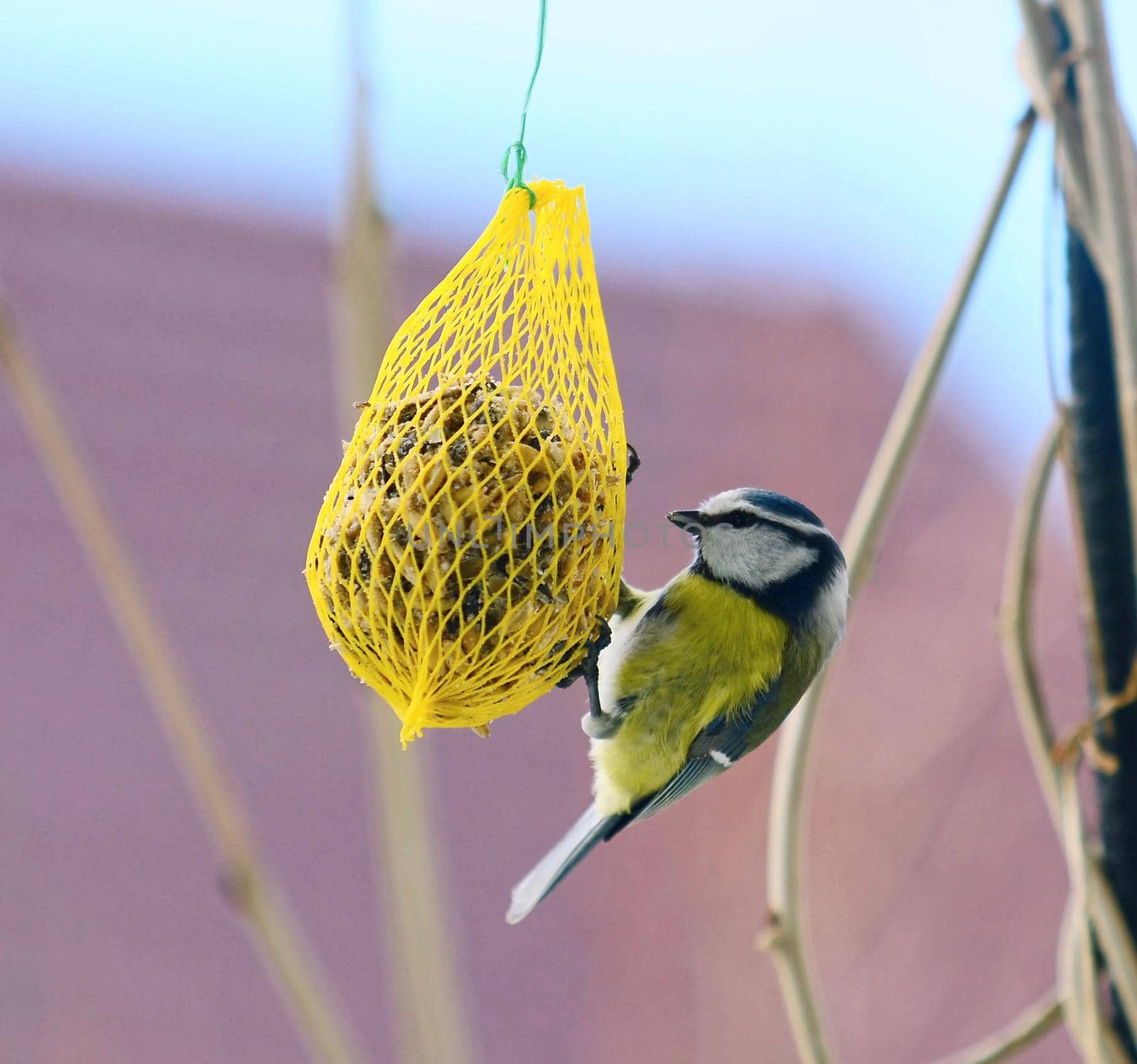 Cute Great Tit Bird on Suet Feeder. by hamik