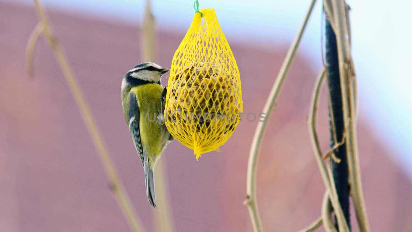 Cute Great Tit Bird on Suet Feeder. by hamik