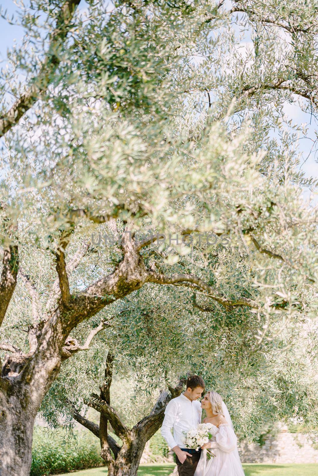 A wedding couple is standing under an olive tree. The bride and groom are walking in an olive grove. Wedding in Florence, Italy, in an old villa-winery. by Nadtochiy